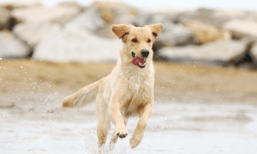 Hundeurlaub